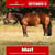 Paardadvertentie