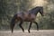 Horse ad