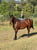 Paardadvertentie