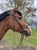 Horse ad
