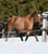 Annuncio cavallo