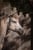 Horse ad