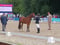 Annonce cheval