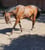 Horse ad