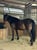 Annuncio cavallo
