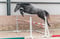 Horse ad
