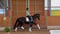 Horse ad