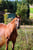 Horse ad