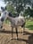 Horse ad