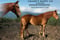 Horse ad