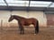 Annuncio cavallo