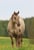 Annonce cheval