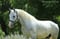 Annuncio cavallo