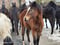 Horse ad