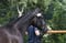 Annonce cheval