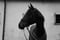 Horse ad