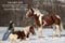 Horse ad