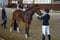 Annuncio cavallo