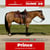 Annuncio cavallo