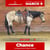 Paardadvertentie