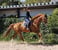 Annuncio cavallo