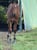 Annuncio cavallo
