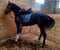 Horse ad