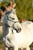 Horse ad