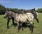 Annuncio cavallo