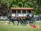 Horse ad