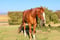 Horse ad