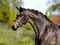 Pferdeinserat