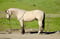 Horse ad