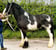 Horse ad