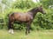 Annonce cheval