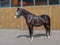 Paardadvertentie