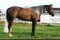 Annuncio cavallo