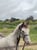 Horse ad