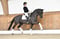 Horse ad