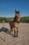 Horse ad
