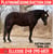 Horse ad