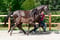Annonce cheval