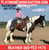 Annuncio cavallo