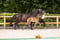 Annuncio cavallo