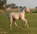Horse ad