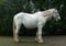 Horse ad