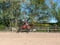 Annuncio cavallo