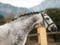 Horse ad