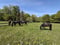 Annuncio cavallo