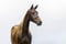 Annuncio cavallo